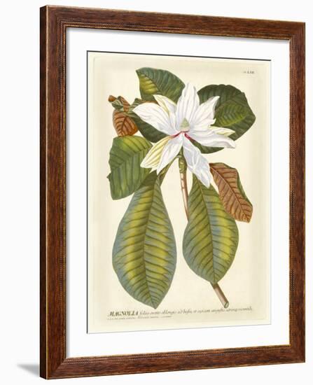 Magnificent Magnolias II-Jacob Trew-Framed Giclee Print