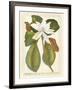 Magnificent Magnolias II-Jacob Trew-Framed Giclee Print