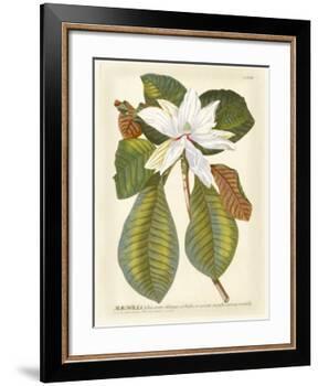 Magnificent Magnolias II-Jacob Trew-Framed Giclee Print
