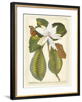 Magnificent Magnolias II-Jacob Trew-Framed Giclee Print