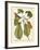 Magnificent Magnolias II-Jacob Trew-Framed Giclee Print