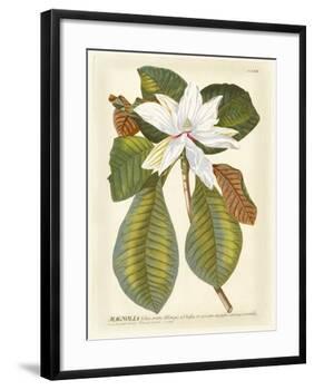 Magnificent Magnolias II-Jacob Trew-Framed Giclee Print
