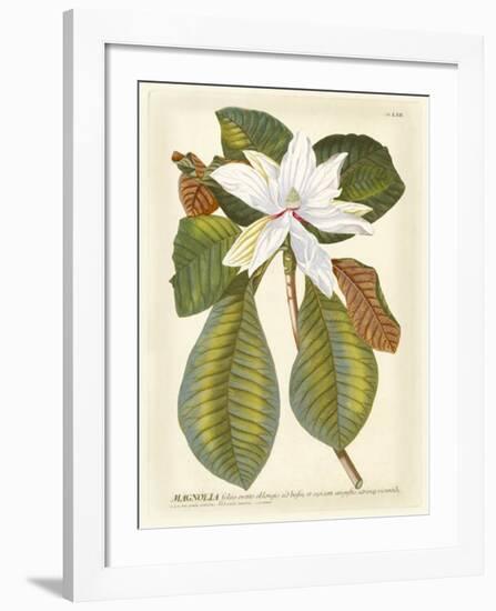 Magnificent Magnolias II-Jacob Trew-Framed Giclee Print