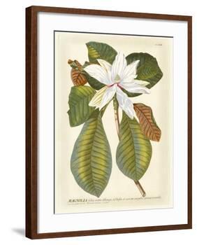 Magnificent Magnolias II-Jacob Trew-Framed Giclee Print
