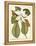 Magnificent Magnolias II-Jacob Trew-Framed Stretched Canvas