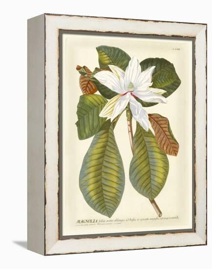 Magnificent Magnolias II-Jacob Trew-Framed Stretched Canvas