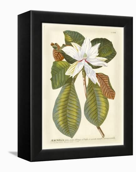 Magnificent Magnolias II-Jacob Trew-Framed Stretched Canvas