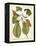 Magnificent Magnolias II-Jacob Trew-Framed Stretched Canvas