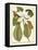 Magnificent Magnolias II-Jacob Trew-Framed Stretched Canvas