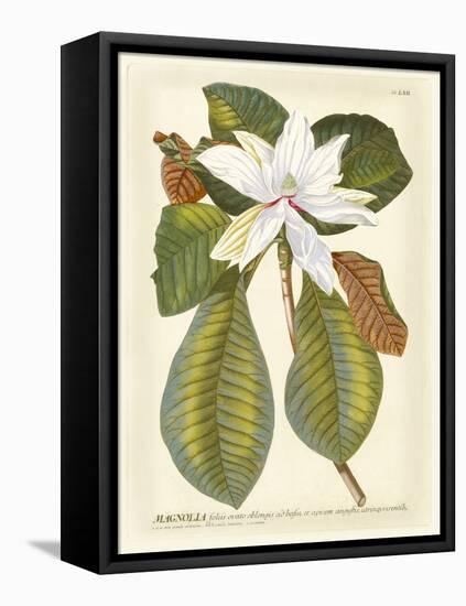 Magnificent Magnolias II-Jacob Trew-Framed Stretched Canvas