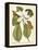 Magnificent Magnolias II-Jacob Trew-Framed Stretched Canvas