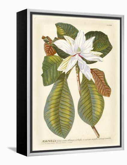 Magnificent Magnolias II-Jacob Trew-Framed Stretched Canvas