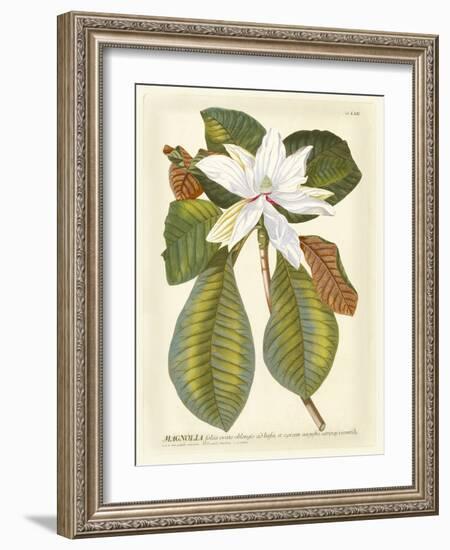 Magnificent Magnolias II-Jacob Trew-Framed Premium Giclee Print