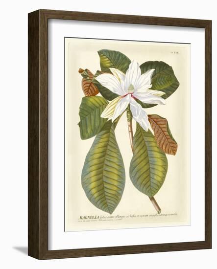 Magnificent Magnolias II-Jacob Trew-Framed Premium Giclee Print