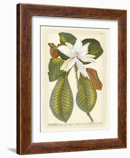 Magnificent Magnolias II-Jacob Trew-Framed Premium Giclee Print