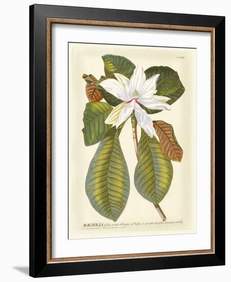 Magnificent Magnolias II-Jacob Trew-Framed Premium Giclee Print