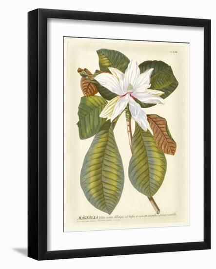 Magnificent Magnolias II-Jacob Trew-Framed Premium Giclee Print
