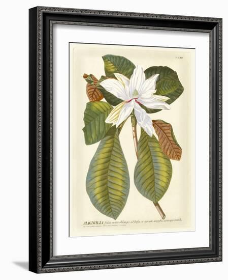 Magnificent Magnolias II-Jacob Trew-Framed Premium Giclee Print