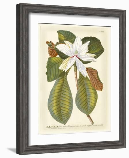 Magnificent Magnolias II-Jacob Trew-Framed Art Print