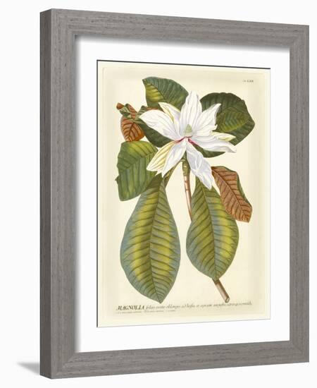 Magnificent Magnolias II-Jacob Trew-Framed Art Print