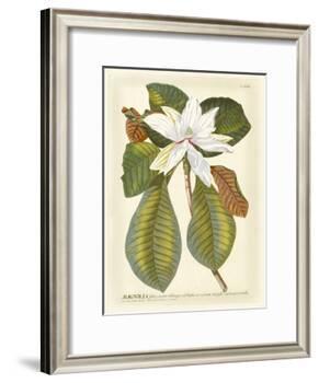 Magnificent Magnolias II-Jacob Trew-Framed Art Print