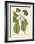 Magnificent Magnolias II-Jacob Trew-Framed Art Print