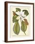 Magnificent Magnolias II-Jacob Trew-Framed Art Print