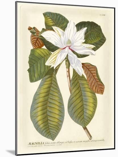 Magnificent Magnolias II-Jacob Trew-Mounted Art Print