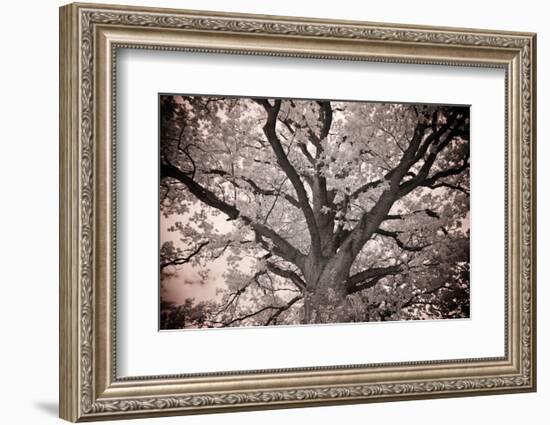 Magnificent Oak-Michael Hudson-Framed Art Print