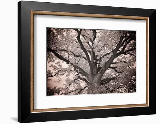 Magnificent Oak-Michael Hudson-Framed Art Print