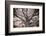 Magnificent Oak-Michael Hudson-Framed Art Print