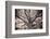 Magnificent Oak-Michael Hudson-Framed Art Print
