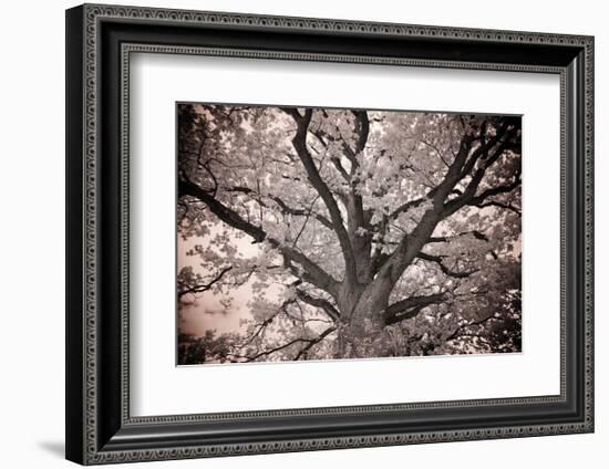 Magnificent Oak-Michael Hudson-Framed Art Print