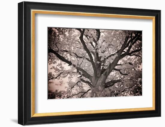 Magnificent Oak-Michael Hudson-Framed Art Print