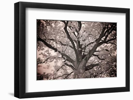 Magnificent Oak-Michael Hudson-Framed Art Print