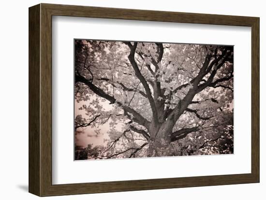 Magnificent Oak-Michael Hudson-Framed Art Print