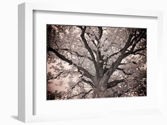 Magnificent Oak-Michael Hudson-Framed Art Print