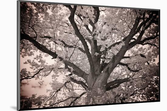 Magnificent Oak-Michael Hudson-Mounted Art Print