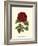 Magnificent Rose III-Ludwig Van Houtte-Framed Art Print