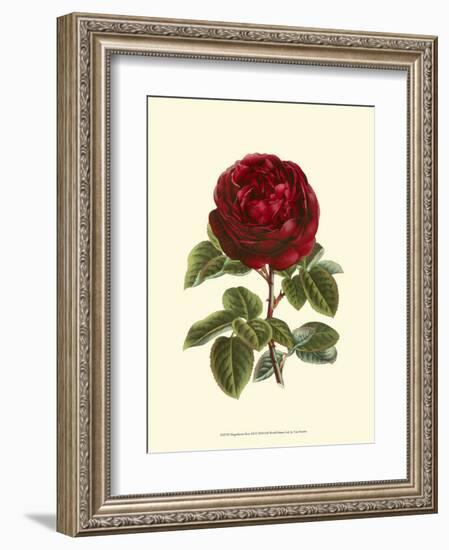 Magnificent Rose III-Ludwig Van Houtte-Framed Art Print