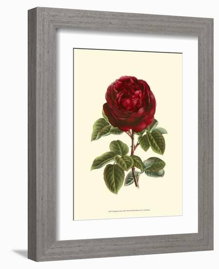 Magnificent Rose III-Ludwig Van Houtte-Framed Art Print