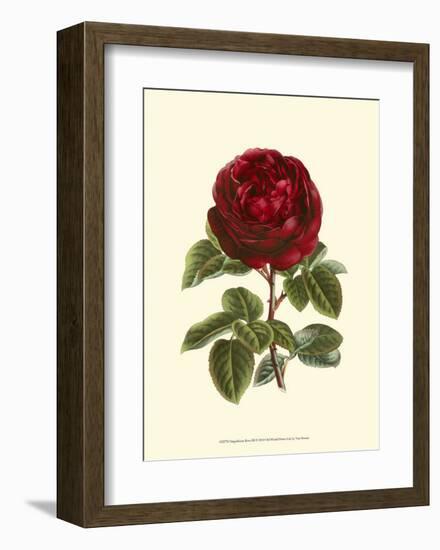 Magnificent Rose III-Ludwig Van Houtte-Framed Art Print