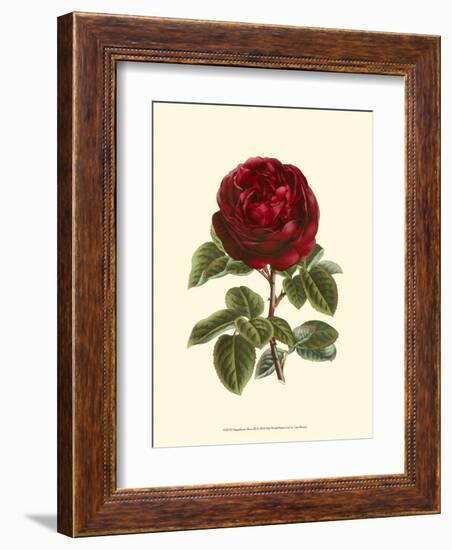 Magnificent Rose III-Ludwig Van Houtte-Framed Art Print