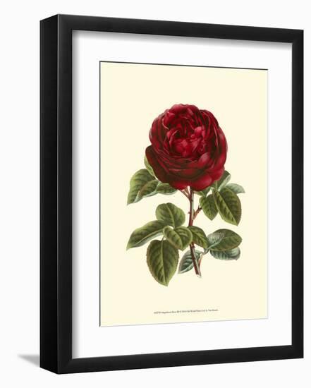 Magnificent Rose III-Ludwig Van Houtte-Framed Art Print