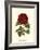 Magnificent Rose III-Ludwig Van Houtte-Framed Art Print