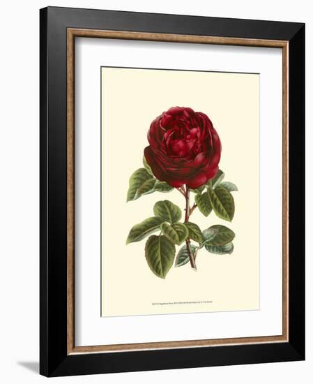 Magnificent Rose III-Ludwig Van Houtte-Framed Art Print