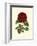 Magnificent Rose III-Ludwig Van Houtte-Framed Art Print