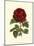 Magnificent Rose III-Ludwig Van Houtte-Mounted Art Print