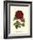 Magnificent Rose III-Ludwig Van Houtte-Framed Art Print