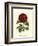 Magnificent Rose III-Ludwig Van Houtte-Framed Art Print